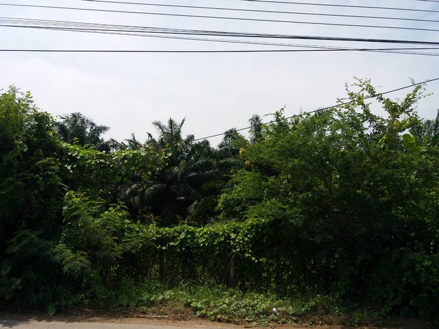 ขาย ที่ดิน โพธาราม ราชบุรี พร้อมสวนปาล์ม 18-3-6 ไร่ ติดทางหลวงเทศบาล ใกล้ ณ สัทธา อุทยานไทย 