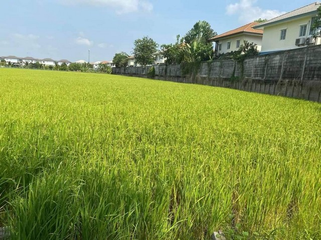 ขายที่ดิน อำเภอเมืองปทุมธานี จังหวัดปทุมธานี เนื้อที่ 4 ไร่ 2 งาน