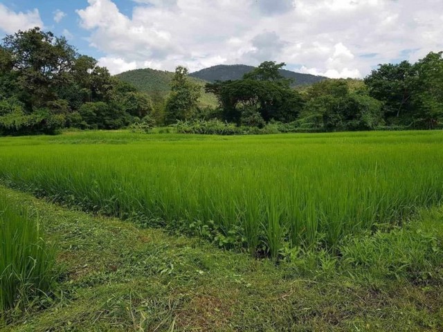 ขายที่ดินสวย มีถนนผ่าน ไฟฟ้าหน้าที่ดิน ลวงเหนือ ดอยสะเก็ด 
