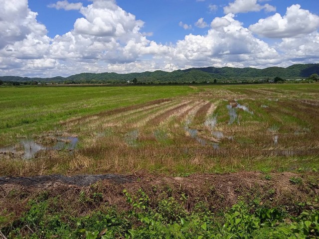 ขายที่ดิน อำเภอเวียงชัย จังหวัดเชียงราย ที่นา น้ำอุดมสมบูรณ์ มีประปา