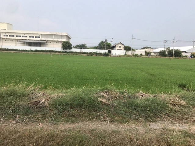 ขายที่ดิน 3แปลง มีทางเข้าออก เจ้าของขายเอง  อำเภอพุทธมณฑล นครปฐม