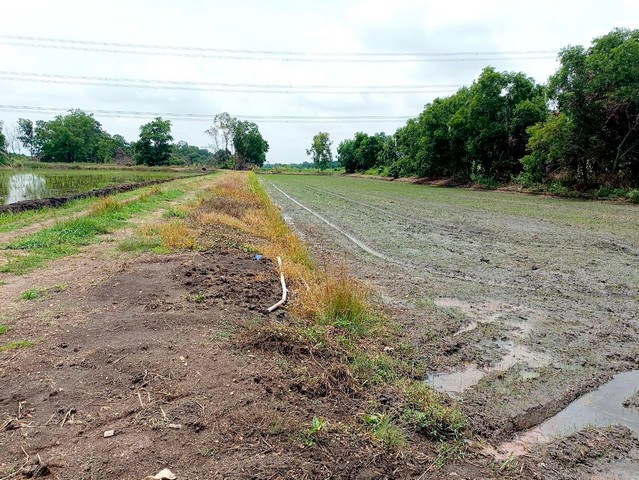ขายที่ดิน คลอง 12 หนองเสือ 200 ตรว บรรยากาศ ทำเล เหมาะ ปลูกบ้าน ทำการเกษตรพอเพียง สามารถซื้อเก็บไว้ในอนาคตได้ค่ะ